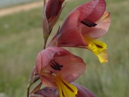 Gladiolus woodii bracts